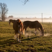 Foto vergrern